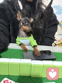 养一只狗吧！能治愈你的坏情绪🧚配图