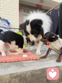 养一只狗吧！能治愈你的坏情绪🧚配图