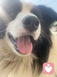 养一只狗吧！能治愈你的坏情绪🧚配图