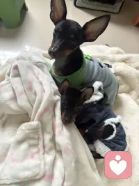 养一只狗吧！能治愈你的坏情绪🧚配图