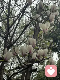 情绪是灵魂的语言，而压抑就是逼身体说谎，用疾病来代替无法言说的痛苦。配图