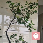 别偷我肉的头像