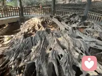 健康地活着，平静地过着，开心地笑着，合理地忙着，照顾好自己的身体和情绪，就已经赢了大半。配图