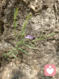 可否识得此物？叮咚！它就是远志！ 
小小一株看似弱不经风的草药 却开出鲜美挺拔的花朵 
它长在干旱坚硬的石缝中 在看不见的地下恣意倔强的生长 
它真正入药的是根部 相对茎叶它粗壮的难以想象 
它有定心气 止惊悸 安神益智的功效 
它的名字意在 志～向～高～远～～～