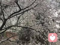 雪压松柏 梅花香自苦寒来 
不是所有的事物都在等春天 
更有夏荷 艳的夺目 也有秋桂 香气迷人
孤独 静的让人慢慢思考 
严寒 让人期待着是怎样的春 
感悟 让人理清事实慢慢成长 
所以每个人的春天不尽相同
你想拥有怎样的春天呢？配图