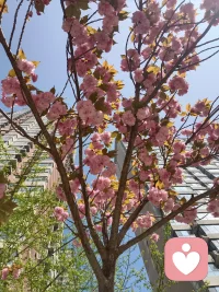 在论坛里看到一个网友提到了《鬼妈妈》，
十多年前看的鬼妈妈，当时没感觉，现在大概回想一下，
它揭示的家庭关系和现实生活几乎无差，
没时间陪孩子的父母，希望得到关注的孩子，
若没有能力控制自我意识将会万劫不复。
现今社会的家庭亲子关系真的出现了很大的问题，还不自知。
有过一段采访:
问孩子（5 6岁）如果十分是满分你给妈妈打几分？大多孩子是十分，说最爱妈妈，妈妈是无所不能的，
问父母，如果十分是满分你给孩子打几分？没有一个给出十分，指出孩子再怎么怎么就好了，
随着孩子的长大，他心目中的十分也一降再降。
时代在发展，孩子在成长，孩子代表着时代，跟不上孩子的脚步，既跟不上时代，会被嫌弃，冷落…
每个孩子（人）心中都住着一个鬼妈妈（网络 大数据 网友 亚文化……），
信它个鬼！只有自主思考察觉问题并解决问题，
也就是有自己的主观意识并非人云亦云！