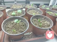 春雷炸响惊起狂风猎猎
雨滴飘摇惊落何处茫茫
多变的季节引领万物滚滚向前 
那树那花重又新
人已变
半生过
可否过往不算
从今开始才活一遍
不求荣华富贵
只求喜乐安康🙏🏻🙏🏻
                      丙午（马）年
                           三月十七配图