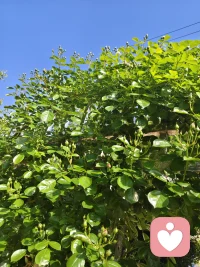 心怀希望，静待花开。时光不语，芬芳满途。配图