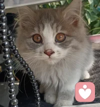 不要因为别人在发光，就觉得自己暗淡，每个人的花期都不一样，选择也不一样，大胆的往前走，你的光芒终将照亮!