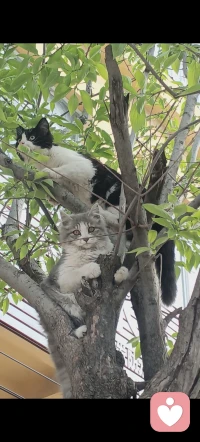 作为一名倾听师，我听过太多关于“身高”的心事：不敢站在人群前拍照、不敢穿喜欢的平底鞋、甚至在喜欢的人面前不敢抬头……仿佛身高成了一道过不去的坎。
 
但今天，我想告诉你一个秘密：你的价值，从来不是由垂直高度决定的，而是由你的深度和温度决定的。
 
马年的春天已经来了，与其在遗憾里内耗，不如像骏马一样奔跑。你能带给世界的快乐、治愈和靠谱的陪伴，才是吸引爱的真正磁场。
 
别让尺子量走了你眼里的光。如果此刻你正为此难过，我愿意做那个耐心的树洞，听你说说所有委屈。✨