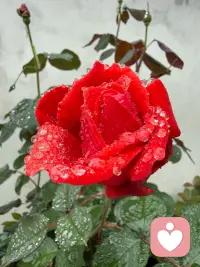 春有百花秋有月，夏有凉风冬有雪。若无闲事挂心头，便是人间好时节🙏🙏🙏