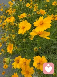 人为善，福虽未至祸己远离🌻人为恶，祸虽未至福己远离。人世间有人，谤我欺我辱我笑我轻我贱我恶我骗我，如何处之？只需，忍他让他由他避他耐他敬他不在理他，再待几年你且看他🙏🙏