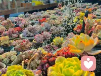 当你理解我的委屈时，我就不委屈了，当我的情绪被认可时，我就没情绪了，无论是大人还是孩子，我们要的都只是认可和理解。认可我的情绪，理解我的委屈。