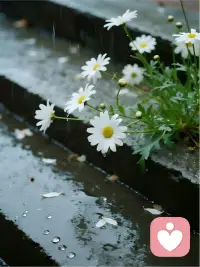 🌧️雨把万物洗净，梦把思念拉长 ，愿另一个世界 繁花似锦 胜过人间！配图