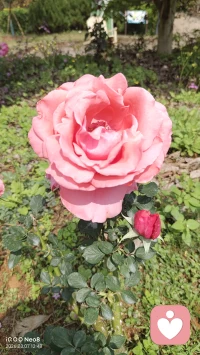 春天在公园踏行，可以忘记一些工作生活中的烦恼，感受这片刻的美好。