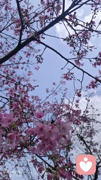 春天在公园踏行，可以忘记一些工作生活中的烦恼，感受这片刻的美好。