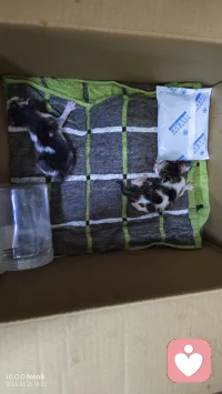 在炎热的酷暑，垃圾桶旁的蛇皮袋发现的2只小猫，脐带都还没掉，本想联系救助站或宠物店来收留，但都因为一些原因导致无法收留，于是就把它俩留下来了，还没结婚，也算是体会到了养“孩子”的艰辛，半夜三番五次的叫醒，环境不能太热，不然身上会炸毛，喂食也得细心点的喂，不能太烫也不能送的奶太快，不过最近倒是安分了不少，喂食时间明显缩短了，看着俩个小家伙肚子圆滚滚的，安安静静的趴着，身为“老父亲”也是欣慰了许多。