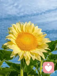 我知道你已经很累了，真的辛苦了。

不必总是坚强，不必做到完美，偶尔停下也不是错。

慢慢来，你已经在尽力而为了。

今天没做好的事，明天还可以继续；暂时走不出的路，歇歇脚再看风景。

你已经做得很好了，别总对自己太苛刻。难过就哭，开心就笑，你值得被温柔对待。配图