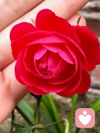 我起念和想法都是正能量的，我没有怨恨的人，也没有讨厌的人事物让我起烦恼，也不依赖任何人，我会对自己负百分百的责任！我的内心没有怨恨恐惧担心怀疑烦恼痛苦忧愁的情绪！我的心时时刻刻都是喜悦平和法喜充满的。