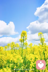 在喧嚣世界里，做你的留声机。配图