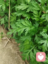 今天在路边上看见艾蒿了，过两天可以做青团。美好的生活要踩上时间的节拍。配图