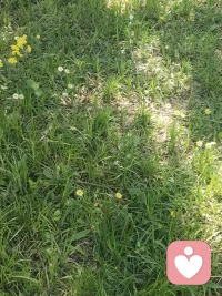 这些小花多美丽配图