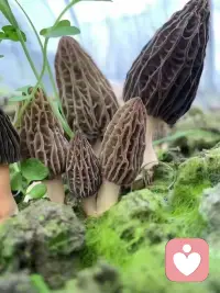 情绪没有对错，
难过不必逞强，委屈不必隐藏。
我在这里，安静、稳定、忠实倾听，
做你最安心的听众。