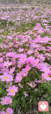 自己淋过雨，就想为别人撑一把伞，共情会有温度，更会给你带来希望！
