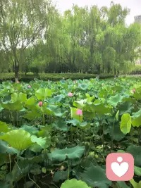 不自相矛盾怎么能破矛和破盾呢？
呆在那里是破不了的！
所以，要不要执着于修行？要！
—— 然师