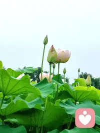 看山不是山，是不被习气所限制；
看山还是山，是不被“不被限制”所限制。
因为“不被限制”其实也是习气。

——然师配图