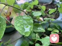 任运，就是有境界但不住于境界。

——然师配图