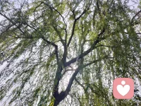 每一种身体不适，都有对应的荷尔蒙治愈你总觉得压力大、睡不好、情绪低落、浑身疲惫？‌ 其实，每一个身体问题，都有一种荷尔蒙可以治愈。
不用硬扛，不用内耗，做好这10件小事，身体会自己慢慢变好。
 
1. 压力—皮质醇—散步
压力太大时，别硬撑，出门慢慢走一走。
简单的散步，就能平稳皮质醇，让焦虑悄悄退去。
​
2. 疼痛—内啡肽—跑步
身体酸痛、心里难受，都可以交给内啡肽。
跑一跑、动一动，天然止痛又治愈。
​
3. 悲伤—血清素—吃水果
情绪低落、心里发闷，吃点清甜的水果。
补充血清素，把坏心情一点点吃掉。

​4. 抑郁—血清素—听音乐
提不起劲、开心不起来，戴上耳机听听歌。
旋律会唤醒血清素，慢慢走出情绪低谷。

​5. 疲倦—多巴胺—洗冷水澡
整天昏昏沉沉、没精神，试试短暂冷水澡。
刺激多巴胺分泌，瞬间清醒，活力回来。

​6. 失眠—褪黑激素—晒太阳
晚上睡不着，白天多晒晒太阳。
阳光调节生物钟，褪黑激素正常分泌，夜夜好眠。

​7. 内耗—自我察觉—正念练习
胡思乱想、反复纠结，就做一次正念练习。
专注当下，停止内耗，心自然会静下来。

​8. 恐惧—肾上腺素—正念呼吸
紧张、害怕、心慌时，深呼吸就有用。
平稳肾上腺素，让身体和情绪慢慢放松。

9. 焦虑—γ-氨基丁酸—冥想
焦虑不安、心神不宁，安静坐下来冥想。
唤醒GABA，抚平烦躁，回归松弛状态。

​10. 懒惰—肾上腺素—高强度短暂运动
拖延、懒散、没动力，来一组短时高效运动。

快速提升肾上腺素，立刻找回行动力。
  身体从不会说谎，情绪也不必压抑。
       读懂身体的信号，用最简单的方式，
       唤醒属于自己的快乐荷尔蒙，
       ‌ 好好爱自己，比什么都重要。