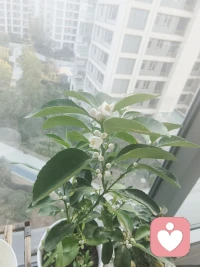 柠檬开花了，一缕清甜的香，悄悄漫过心尖，让人不由得舒展眉头，露出一抹欢喜的欢颜！配图