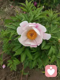 顺势而为🌸
事缓则圆🌸
人缓则安🌸配图