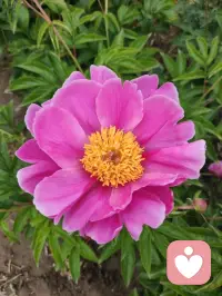 🌼我懂那种“说出来矫情，不说出来憋屈”的时刻。🌼所以我成了倾听师——让你不用再独自消化那些难以言说的情绪。🌼配图