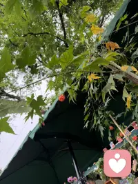 压力攒多了会崩溃，心事憋久了会内耗，停下来，好好和自己的情绪和解。🌷配图