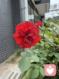 花有重开日、人无在少年。💕配图