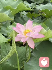 心灵🌸摆渡人💕配图