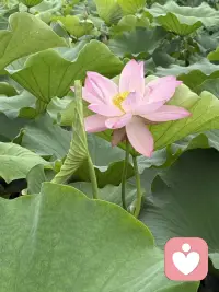 情绪没有对错，委屈不必藏起，我做你最安心的树洞。🌹配图