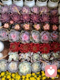 人间烟火，三餐四季，

        愿你被温柔以待，

        也愿我能接住你的所有情绪。

        我是倾听师，在这里，听你慢慢说。