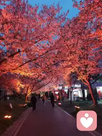 夜色把世界放轻

我俯身

接住樱花坠落的声音

也接住你

藏在沉默里的情绪配图