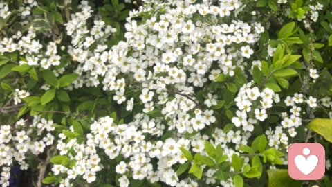 父母逼婚怎么办