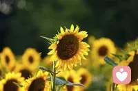 你不一定要往高处走 也可以往四处走
人不能一直做正确的选择 偶尔也要做些喜欢的选择配图