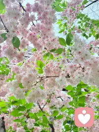你是花才会觉得春天会离开你
你是春天就永远会有花

一朵花 不需要花园
是花园需要花配图