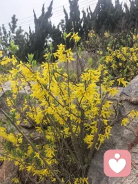 倾听迎春花开的声音，是寒冬落幕，也是希望慢慢醒来。配图