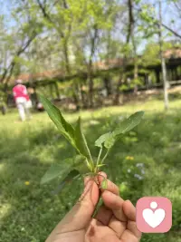 美好的一天又过去了一半啦🍃配图