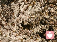 抬头撞见满树温柔，春天的浪漫从不缺席。配图