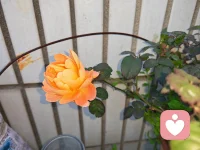 有想聊天的吗？配图