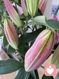 风很温柔，花很浪漫，你很特别配图