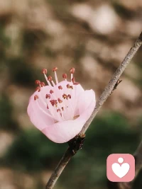 花开不语，亦是倾听。愿所有情绪，都能被温柔接住。早安！